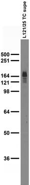 Nitric Oxide Synthase 1 antibody, 75-480, Antibodies Incorporated, Western Blot image 