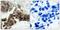 NFKB Inhibitor Alpha antibody, GTX50209, GeneTex, Immunohistochemistry paraffin image 