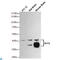 Sirtuin 2 antibody, LS-C813118, Lifespan Biosciences, Western Blot image 