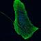 Beta-Actin antibody, NB600-503, Novus Biologicals, Immunofluorescence image 