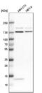 Exportin 5 antibody, PA5-53789, Invitrogen Antibodies, Western Blot image 