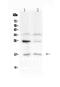 Interleukin 1 Family Member 10 antibody, PA5-79486, Invitrogen Antibodies, Western Blot image 