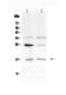 Interleukin 1 Family Member 10 antibody, PA5-79486, Invitrogen Antibodies, Western Blot image 