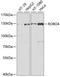 Roundabout Guidance Receptor 4 antibody, A04479, Boster Biological Technology, Western Blot image 