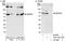 WD Repeat Domain 20 antibody, A301-657A, Bethyl Labs, Western Blot image 