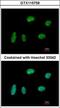 Kinesin Family Member 4A antibody, GTX115759, GeneTex, Immunofluorescence image 