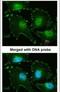 Four And A Half LIM Domains 2 antibody, PA5-28643, Invitrogen Antibodies, Immunofluorescence image 