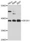 Delta 4-Desaturase, Sphingolipid 1 antibody, LS-C747743, Lifespan Biosciences, Western Blot image 