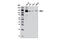 EMAP Like 4 antibody, 12548S, Cell Signaling Technology, Western Blot image 