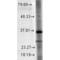 Syntaxin 1A antibody, M01961, Boster Biological Technology, Western Blot image 