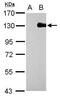 DNA Methyltransferase 3 Alpha antibody, GTX128157, GeneTex, Western Blot image 
