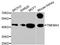 Transmembrane Protein 43 antibody, A05893, Boster Biological Technology, Western Blot image 