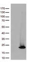 hAsf1b antibody, CF813137, Origene, Western Blot image 