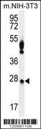 Peroxiredoxin 4 antibody, 56-229, ProSci, Western Blot image 