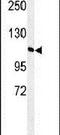 GTF2I Repeat Domain Containing 2 antibody, PA5-24871, Invitrogen Antibodies, Western Blot image 