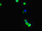 Tubulin Beta 4A Class IVa antibody, CSB-PA025324LA01HU, Cusabio, Immunofluorescence image 