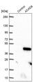 Acyl-CoA Dehydrogenase Family Member 8 antibody, PA5-60547, Invitrogen Antibodies, Western Blot image 
