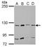 Myosin IA antibody, NBP2-19452, Novus Biologicals, Western Blot image 
