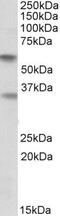 Sialic acid-binding Ig-like lectin 6 antibody, PA5-19357, Invitrogen Antibodies, Western Blot image 