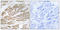 Mitochondrial Pyruvate Carrier 1 antibody, LS-C119789, Lifespan Biosciences, Immunohistochemistry paraffin image 