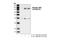 Mitogen-Activated Protein Kinase Kinase Kinase 7 antibody, 4531S, Cell Signaling Technology, Western Blot image 