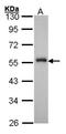 Forkhead Box A1 antibody, NBP1-30877, Novus Biologicals, Western Blot image 