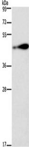 RAGE antibody, TA349215, Origene, Western Blot image 