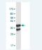 Zinc Finger And BTB Domain Containing 7B antibody, H00051043-M03-100ug, Novus Biologicals, Western Blot image 
