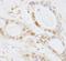 Pseudouridine Synthase 1 antibody, IHC-00347, Bethyl Labs, Immunohistochemistry paraffin image 
