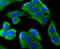 MYD88 Innate Immune Signal Transduction Adaptor antibody, NBP2-67626, Novus Biologicals, Immunofluorescence image 