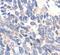 Ezrin antibody, PA5-17518, Invitrogen Antibodies, Immunohistochemistry frozen image 