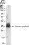 Triosephosphate Isomerase 1 antibody, NB300-994, Novus Biologicals, Western Blot image 