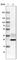mNIFK antibody, AMAb90962, Atlas Antibodies, Western Blot image 