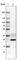 Nucleolar Protein Interacting With The FHA Domain Of MKI67 antibody, AMAb90962, Atlas Antibodies, Western Blot image 