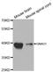 G Protein Subunit Alpha O1 antibody, A05532, Boster Biological Technology, Western Blot image 