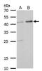 GNAS Complex Locus antibody, NBP1-31730, Novus Biologicals, Western Blot image 