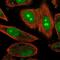 ENSA antibody, NBP2-13963, Novus Biologicals, Immunofluorescence image 