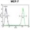 Transmembrane Protein 132E antibody, abx026286, Abbexa, Western Blot image 