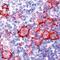 CD40 Molecule antibody, PA5-32325, Invitrogen Antibodies, Immunohistochemistry frozen image 
