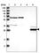 Enoyl-CoA Hydratase Domain Containing 2 antibody, HPA026731, Atlas Antibodies, Western Blot image 