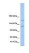 Bromodomain And PHD Finger Containing 3 antibody, NBP1-79382, Novus Biologicals, Western Blot image 