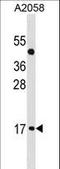 Atonal BHLH Transcription Factor 7 antibody, LS-C157562, Lifespan Biosciences, Western Blot image 