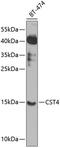 Cystatin S antibody, 23-410, ProSci, Western Blot image 