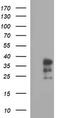 Interleukin 1 Alpha antibody, M01144-1, Boster Biological Technology, Western Blot image 