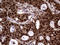 Transaldolase 1 antibody, LS-C795173, Lifespan Biosciences, Immunohistochemistry paraffin image 