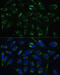 Hydroxysteroid 17-Beta Dehydrogenase 10 antibody, 19-669, ProSci, Immunofluorescence image 