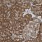 VAMP Associated Protein A antibody, NBP1-83132, Novus Biologicals, Immunohistochemistry paraffin image 