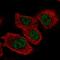 TRNA Splicing Endonuclease Subunit 34 antibody, HPA048208, Atlas Antibodies, Immunocytochemistry image 