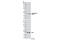 Regulator Of Chromosome Condensation 1 antibody, 5500S, Cell Signaling Technology, Western Blot image 