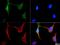 BCL2 Interacting Protein 3 antibody, NBP1-77683, Novus Biologicals, Immunocytochemistry image 